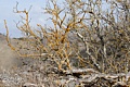 Lichen on branches