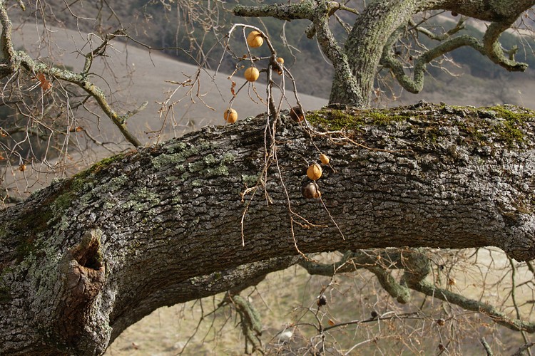 Oak balls