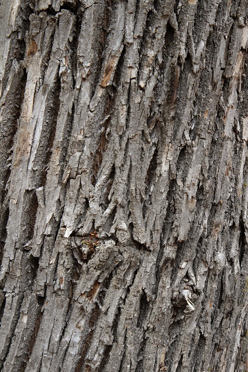 Bark