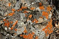 Lichen