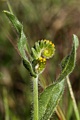 Fiddleneck