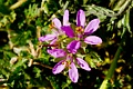 Storksbill