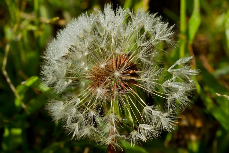 Dandelion