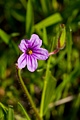 Storksbill