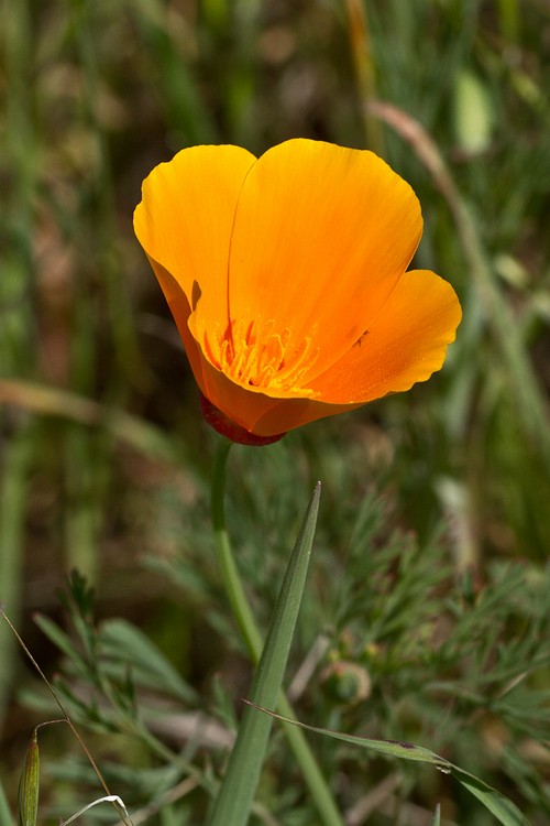California poppy
