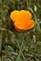 California poppy