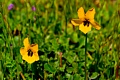 Sunol Regional Park - April 7, 2012