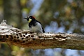 Acorn woodpecker