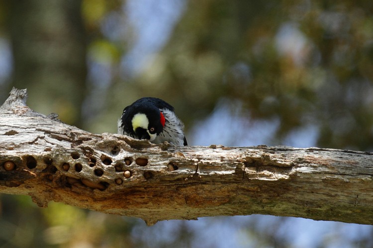Acorn woodpecker