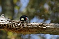 Acorn woodpecker