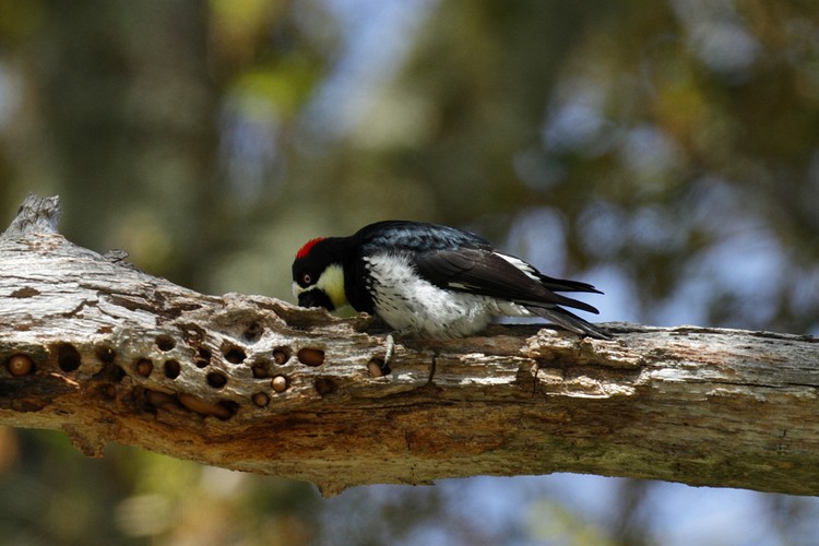 Acorn woodpecker