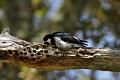 Acorn woodpecker