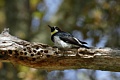 Acorn woodpecker