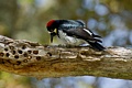 Acorn woodpecker