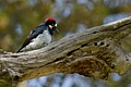 Acorn woodpecker