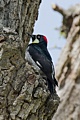 Acorn woodpecker