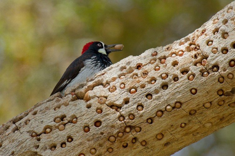 Acorn woodpecker