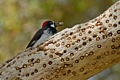 Acorn woodpecker