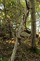 Honeysuckle vine