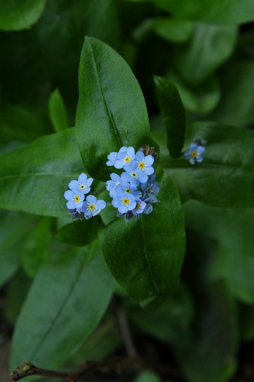 Forget-me-nots