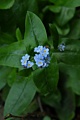 Forget-me-nots