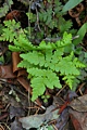 Goldback fern