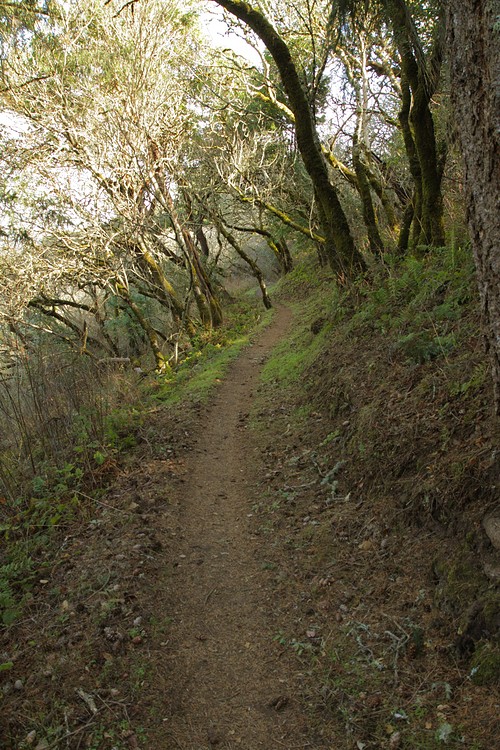 Razorback Ridge Trail