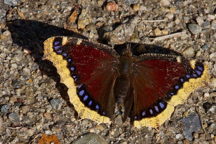Morning Glory butterfly