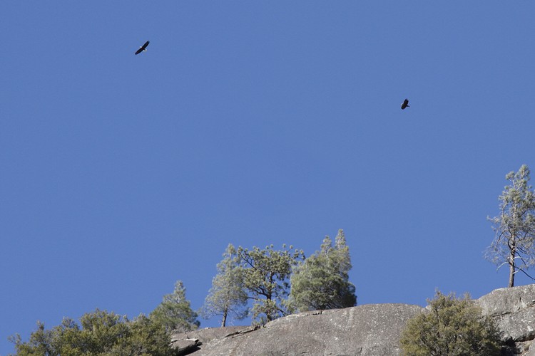 Bald Eagles