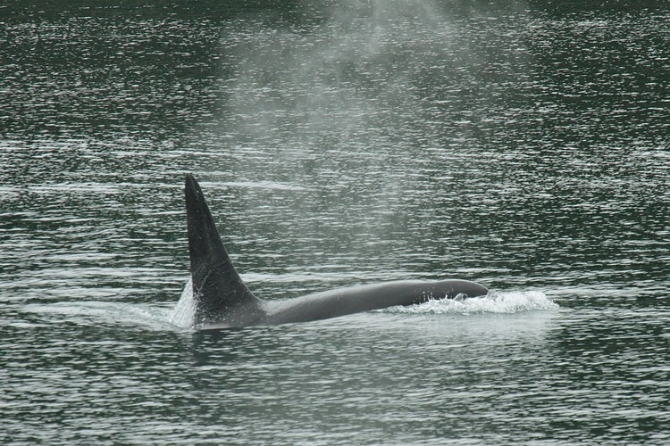 Orca - Lynn Canal