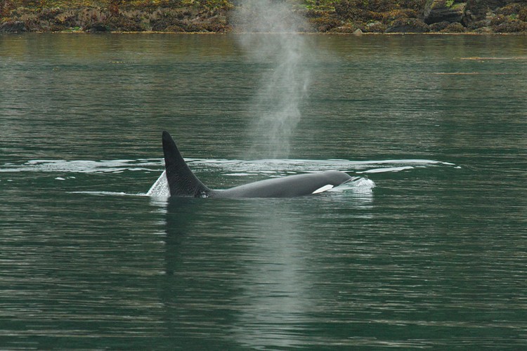 Orca - Lynn Canal