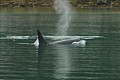 Orca - Lynn Canal