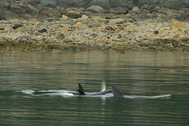 Orcas - Lynn Canal