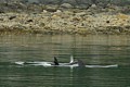 Orcas - Lynn Canal