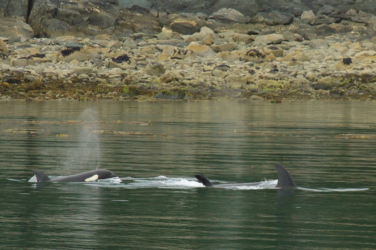 Orcas - Lynn Canal