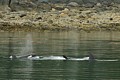 Orcas - Lynn Canal