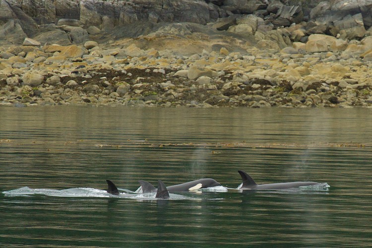 Orcas - Lynn Canal