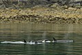 Orcas - Lynn Canal