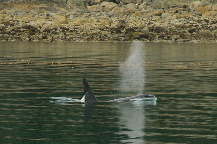 Orca - Lynn Canal
