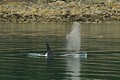 Orca - Lynn Canal