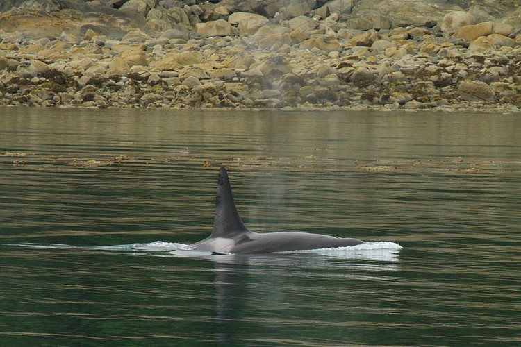 Orca - Lynn Canal