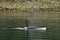Orca - Lynn Canal