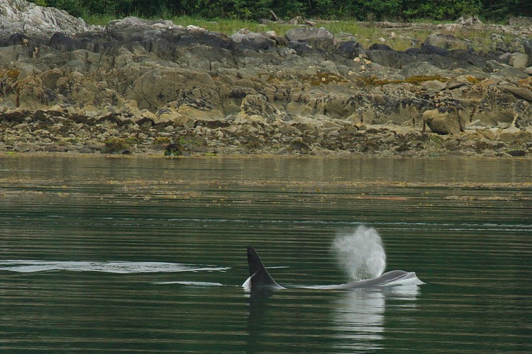 Orca - Lynn Canal
