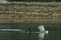 Orca - Lynn Canal
