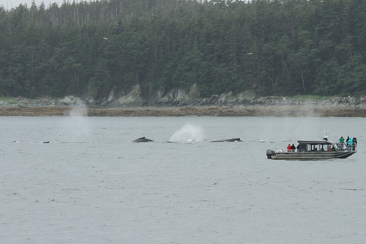 Humpbacks - Saginaw Channel