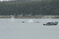 Humpbacks - Saginaw Channel
