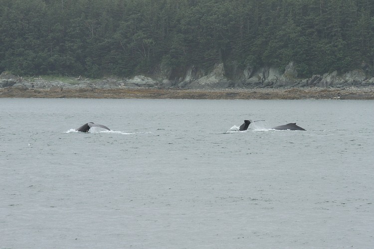 Humpbacks - Saginaw Channel