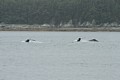 Humpbacks - Saginaw Channel