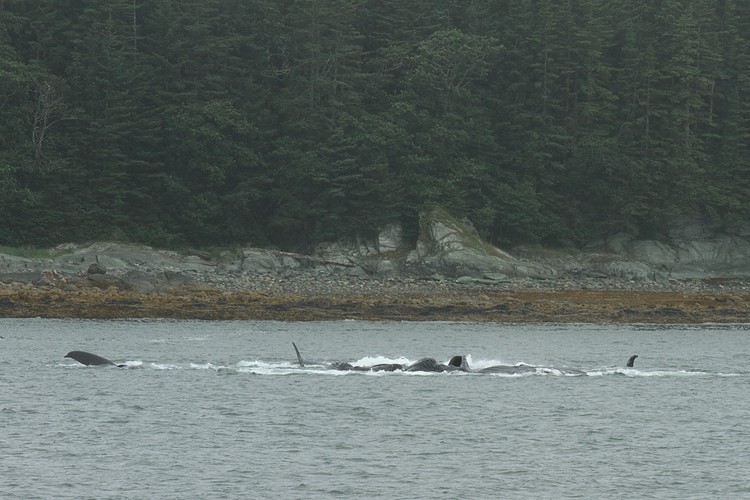 Humpbacks - Saginaw Channel