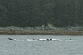 Humpbacks - Saginaw Channel